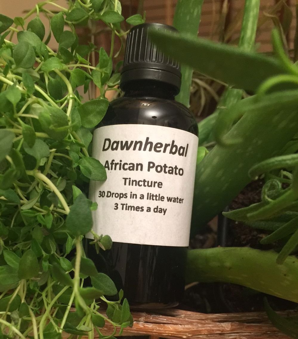 african-potatoe-dh1 african potato tincture