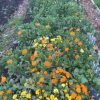 cultivate happiness and herbs