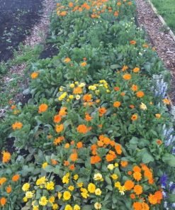 cultivate happiness and herbs