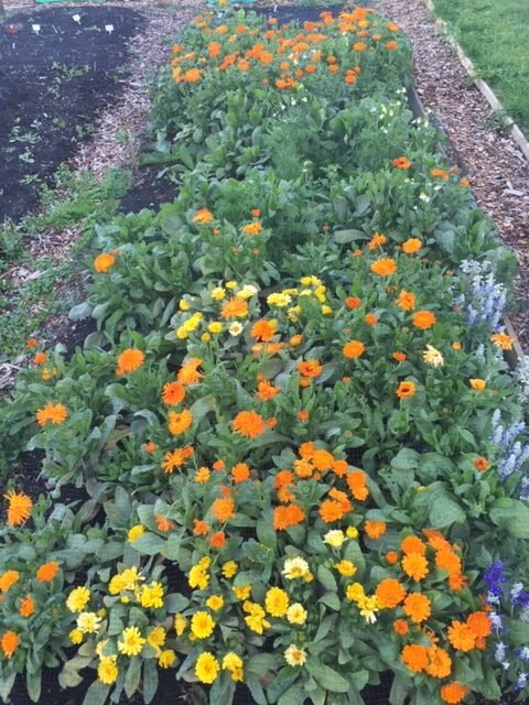 Dawbherbal Calendula cultivate happiness and herbs