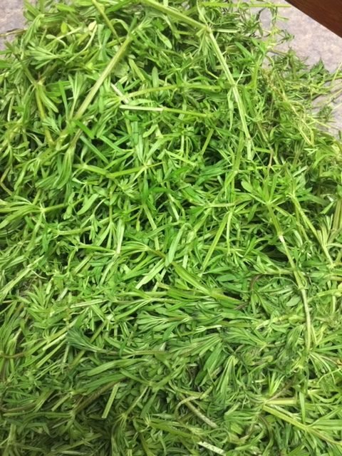Dawnherbal Cleavers