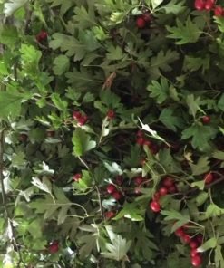 Hawthorn Leaves 100gr