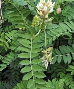Astragalus Leaves 50gr