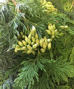 Thuja Ointment 60gr jar