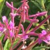 fireweed
