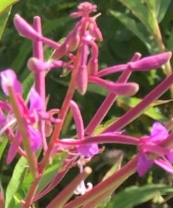 fireweed