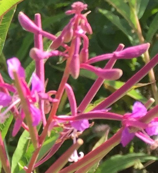 dawnherbal fireweed fireweed