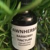 dawnherbal barberry tincture