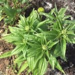 Cone flower