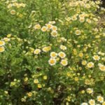 feverfew dawnherbal
