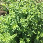 Lemon-balm-Melissa-officinalis-rotated.jpg