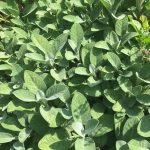 dawnherbal-sage Happiness and herbs